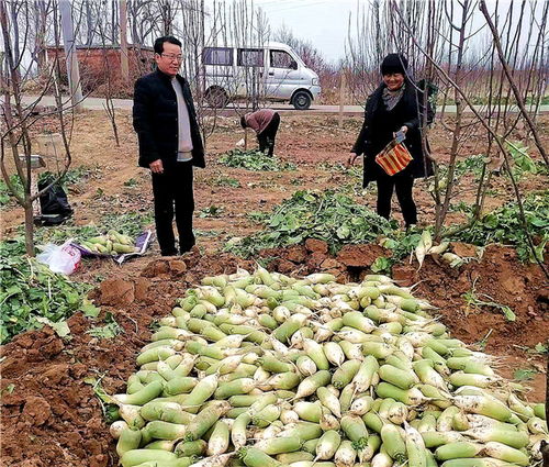 河南魯山 駐村工作隊員變身“銷售員”，群眾農副產品銷路不愁